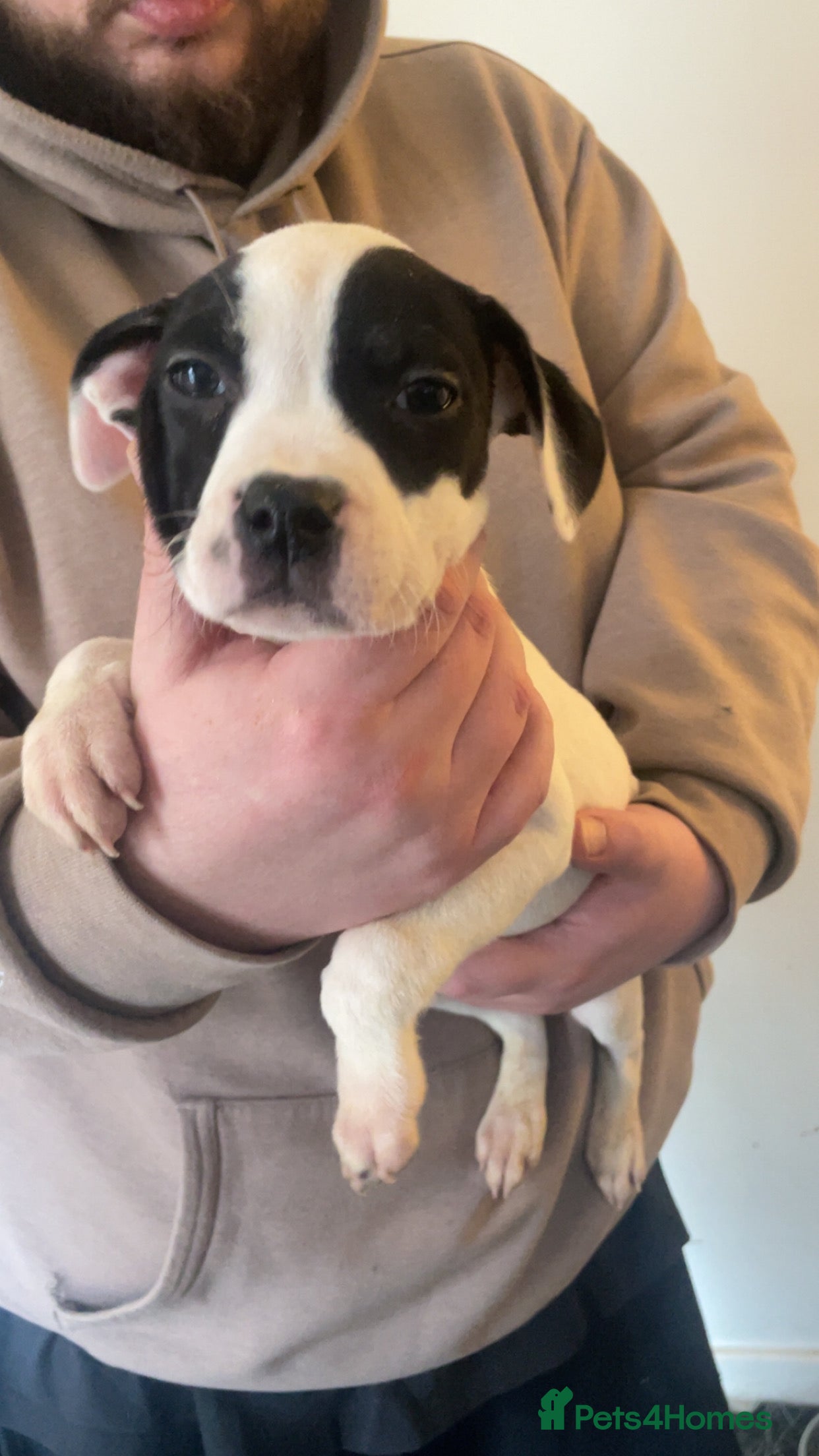 Mixed Breed dogs Bull cross staffy pups. LAST 2 GIRLS LEFT  - Advert 15