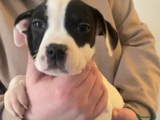 Mixed Breed dogs Bull cross staffy pups. LAST 2 GIRLS LEFT - Advert 15