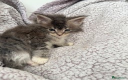 Maine Coon cats for sale: Pedigree fluffy Maine coon kittens (last3 boys) - Image 8
