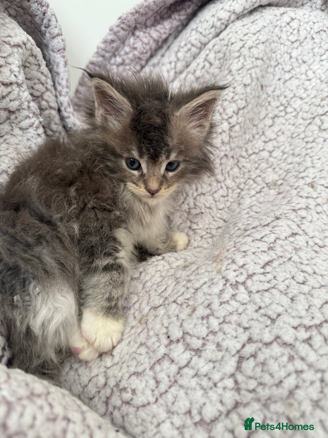 Maine Coon cats for sale: Pedigree fluffy Maine coon kittens (last3 boys) - Image 8