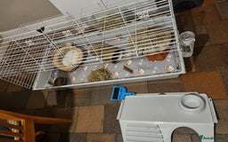 Guinea Pig rodents for sale: 2x female baby guinea pigs and accessories  - Image 2