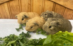 Guinea Pig rodents for sale: 4no Gorgeous baby Guinea pigs available  - Image 1