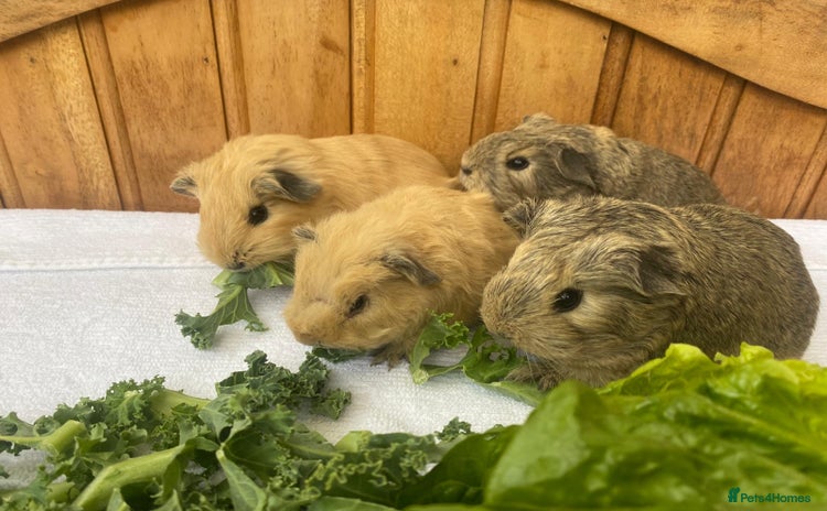 Guinea Pig rodents - Advert 9