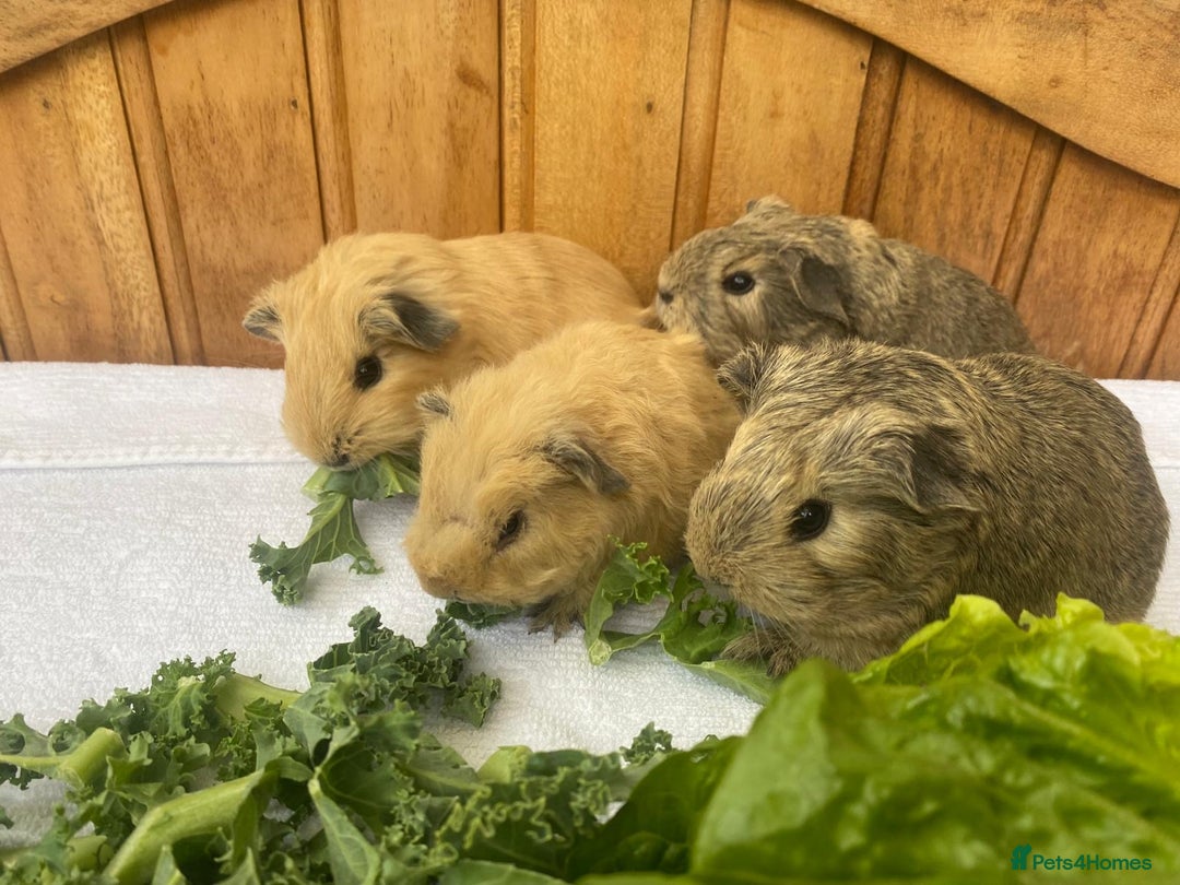 Guinea Pig rodents for sale: 4no Gorgeous baby Guinea pigs available  - Image 1
