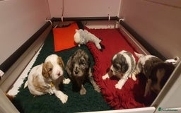 Cavapoo dogs for sale: Extensively health tested stunning cavapoo’s - Image 13