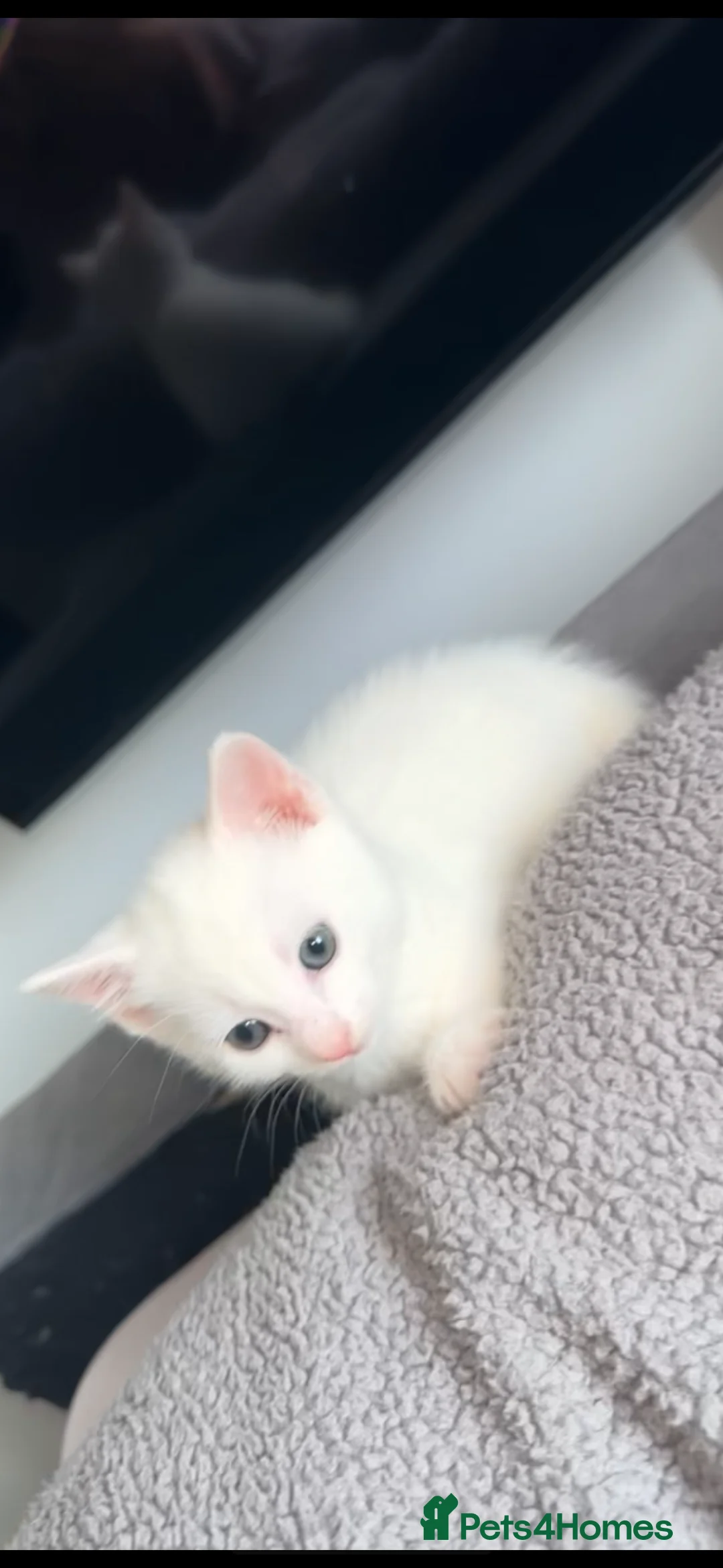 Turkish Angora cats for sale: Full white Female🐱 😍 - Advert 6