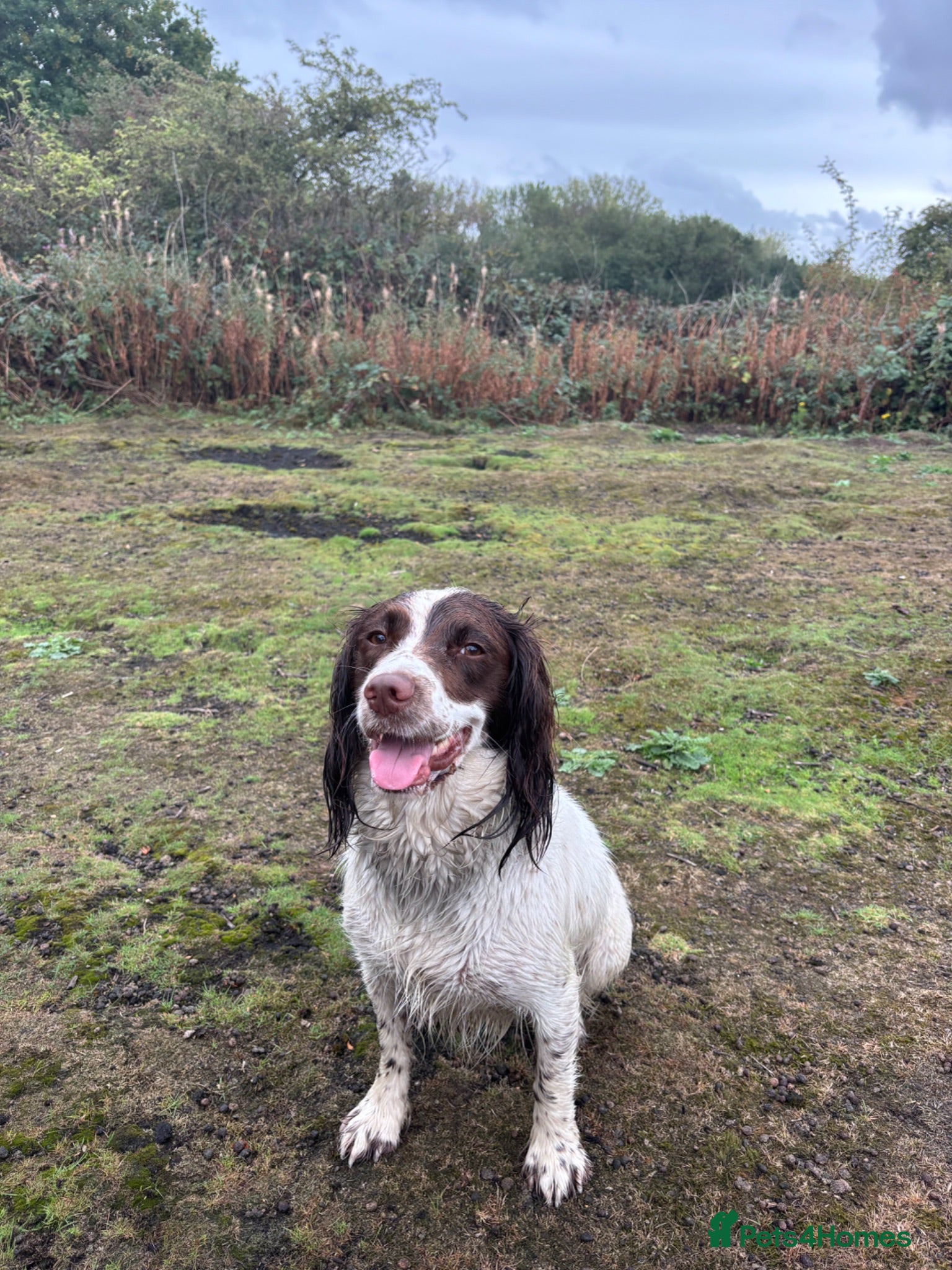 English Springer Spaniel dogs KC Working ESS puppies Ready to be rehomed now - Advert 2