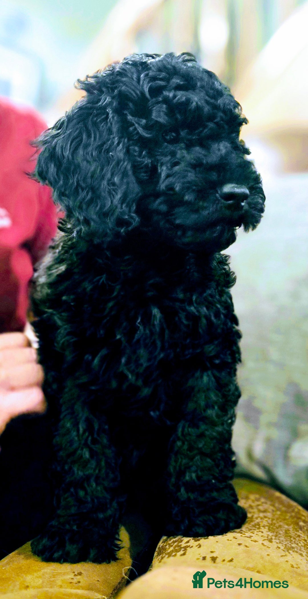 Cockapoo dogs for sale: Stunning F1b cockerpoo male - Advert 20