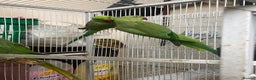 Parrots birds for sale: Alexandra parrots  - Advert 5