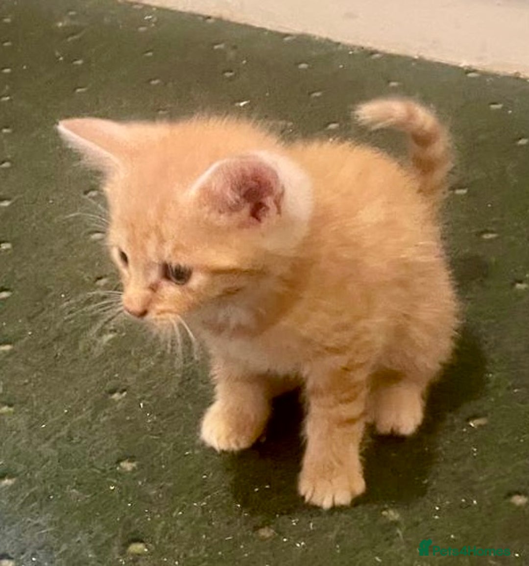 Mixed Breed cats for sale: Kittens ready now - Image 1