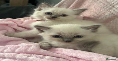 Ragdoll cats - Advert 1