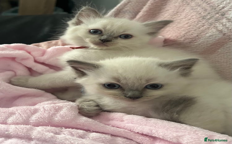 Ragdoll cats - Advert 3