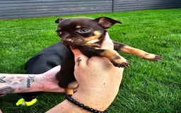 Chihuahua dogs for sale: 4 stunning chocolate and tan chihuahua puppys. - Image 2