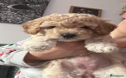 Cavapoo dogs for sale: DNA & HEALTH TESTED- F2b Cavapoo Puppies Expected  - Image 3