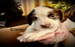 Cocker Spaniel dogs for sale: Beautiful Working Cocker Spaniels! - Advert 6