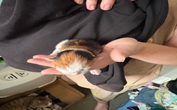 Domestic Shorthair cats for sale: 5 Domestic Shorthair Kittens - Image 20