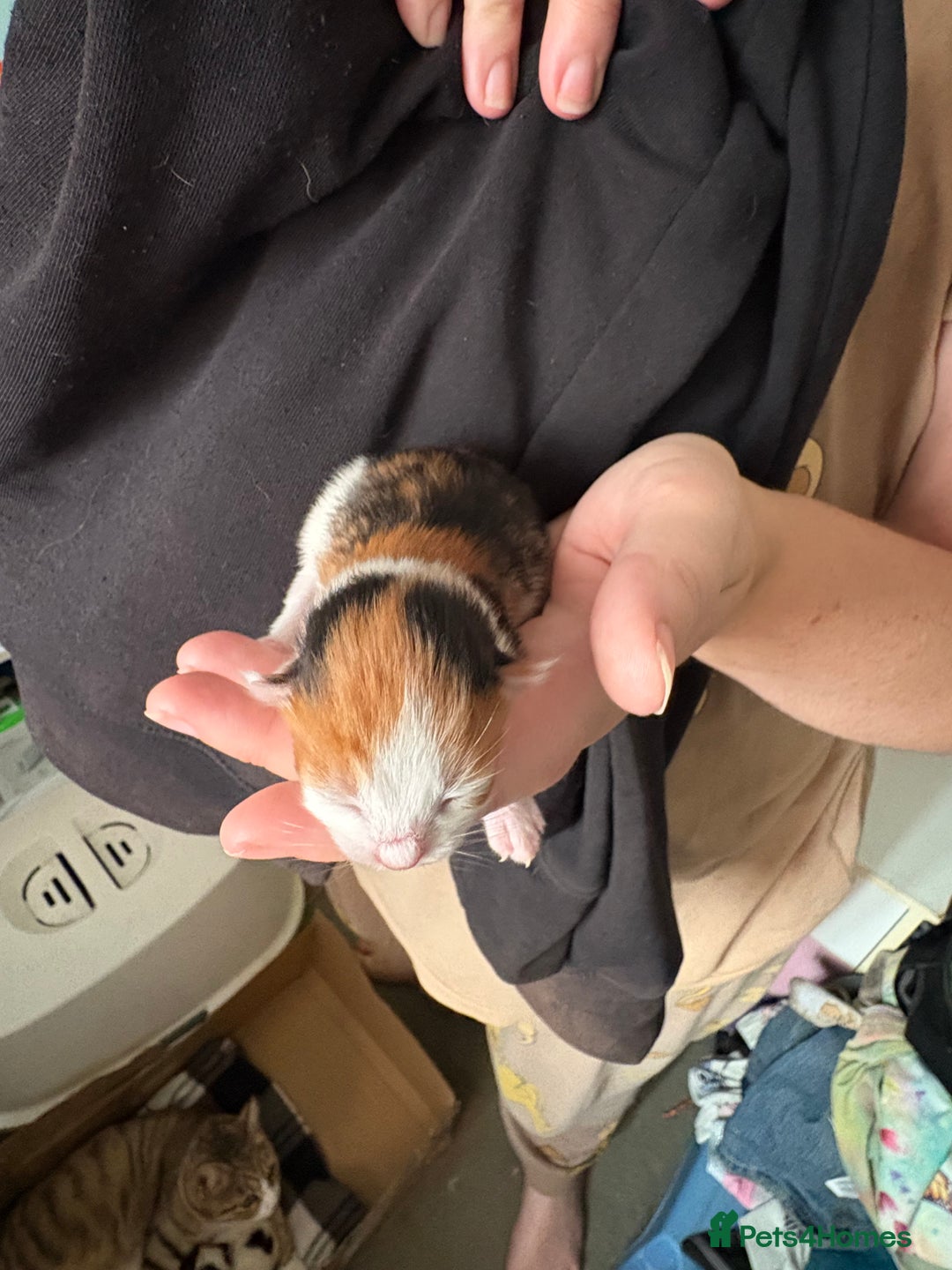 Domestic Shorthair cats for sale: 5 Domestic Shorthair Kittens - Image 20