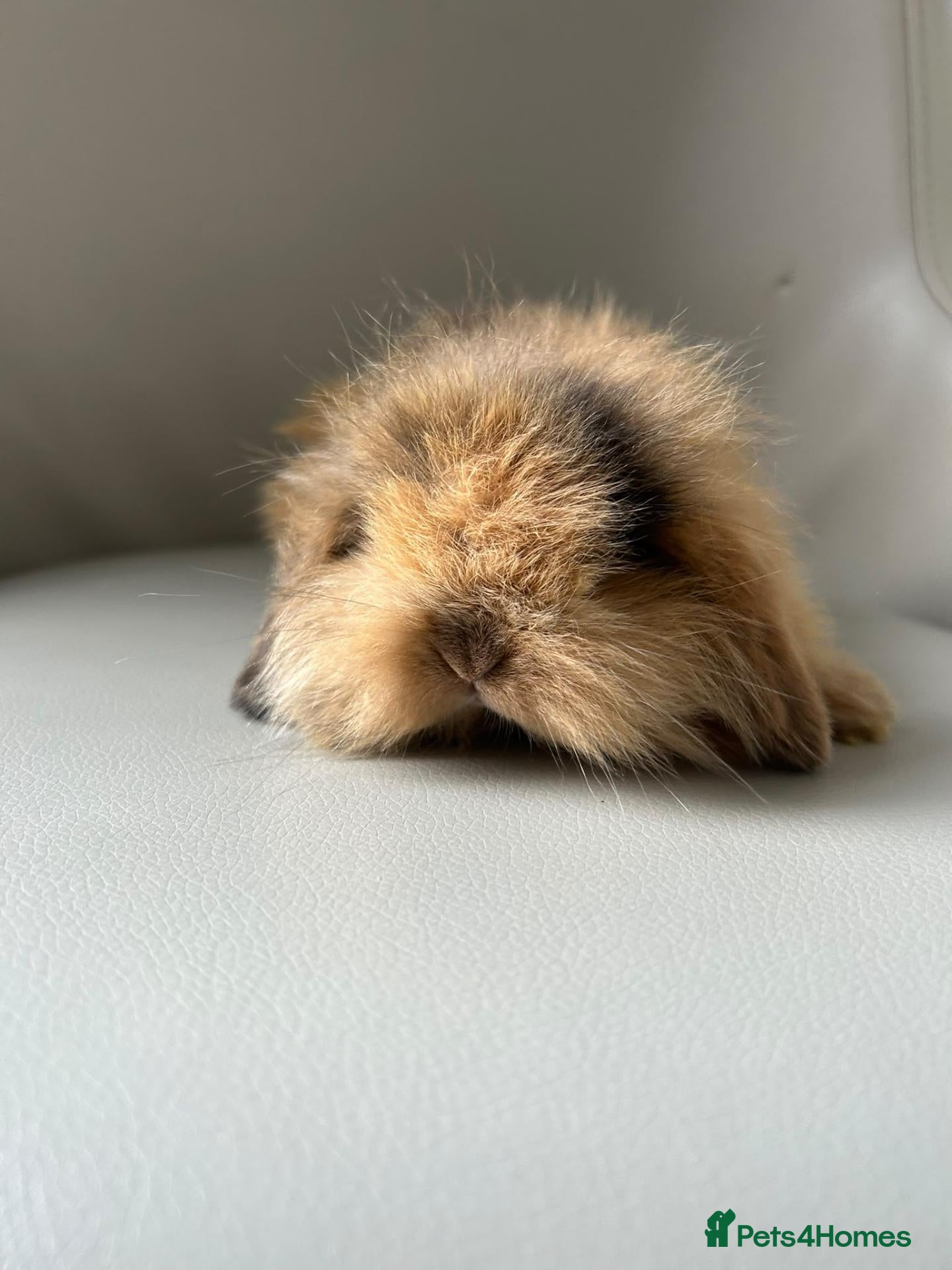 Mini Lion Lop rabbits Lion head/ mini lop baby's  - Advert 3