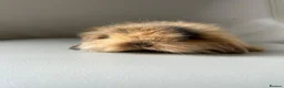 Mini Lion Lop rabbits for sale: Lion head/ mini lop baby's  - Advert 2