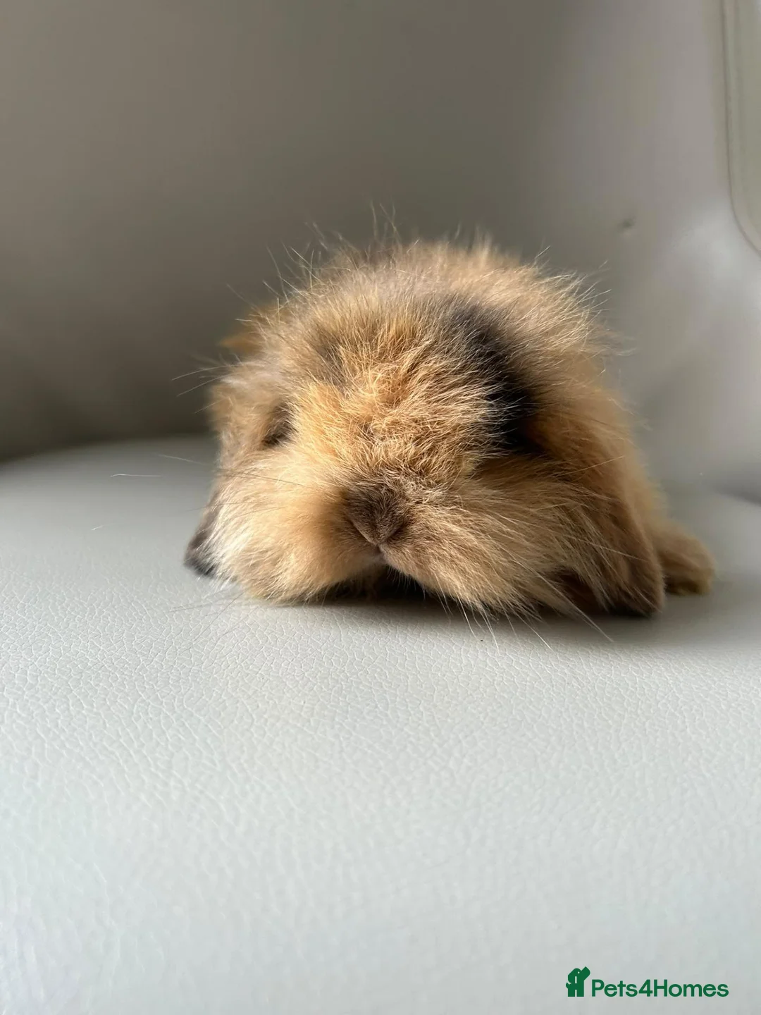 Mini Lion Lop rabbits for sale: Lion head/ mini lop baby's  - Advert 2