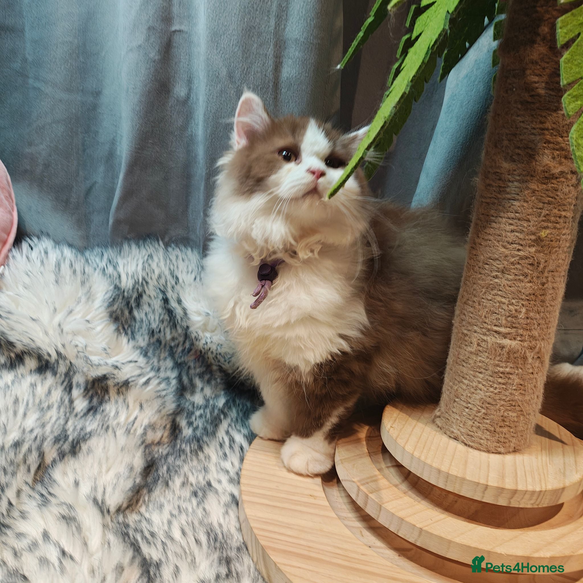 British Longhair cats TICA Cinnamon bi colour male  - Advert 4
