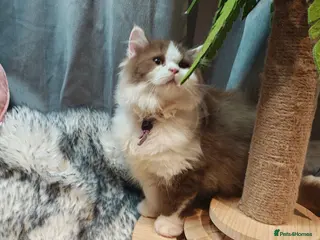 British Longhair cats TICA Cinnamon bi colour male - Advert 4