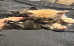 Maine Coon cats for sale: Half main coon kittens  - Image 16