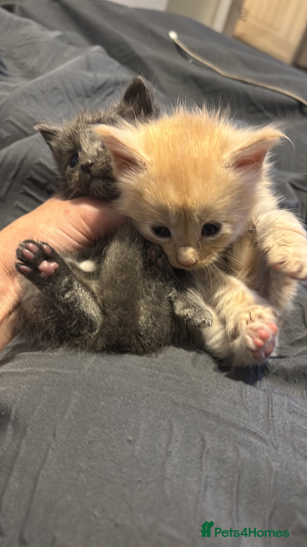 Maine Coon cats for sale: Half main coon kittens  - Image 16