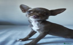Chihuahua dogs for sale: Micro Chihuahua Puppies - Exceptional Lines - Image 4