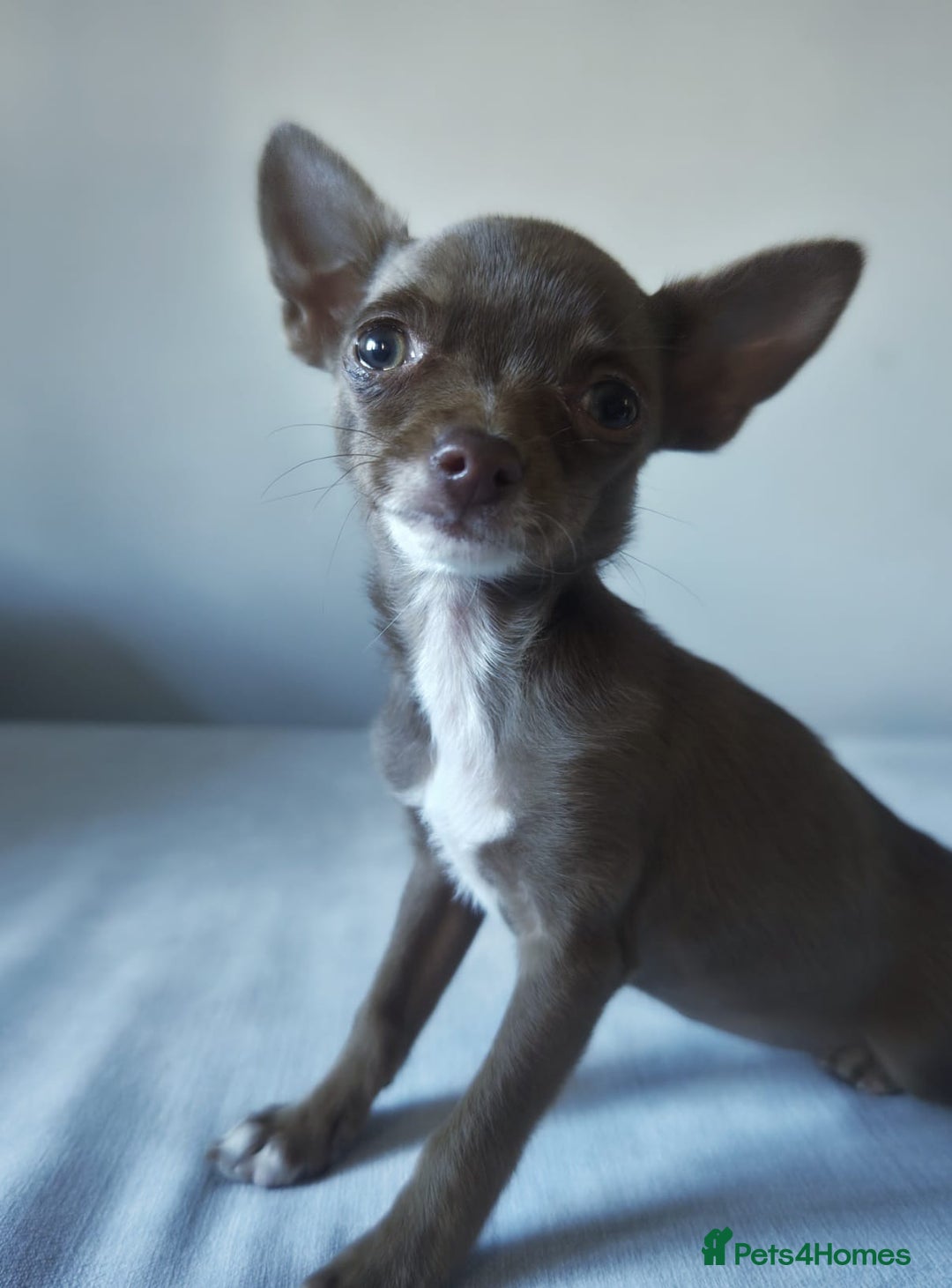 Chihuahua dogs for sale: Micro Chihuahua Puppies - Exceptional Lines - Image 4