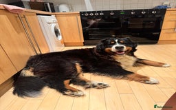 Bernese Mountain Dog dogs for stud: Stunning Bernese Mountain Boy for Stud in Peterborough - Image 5