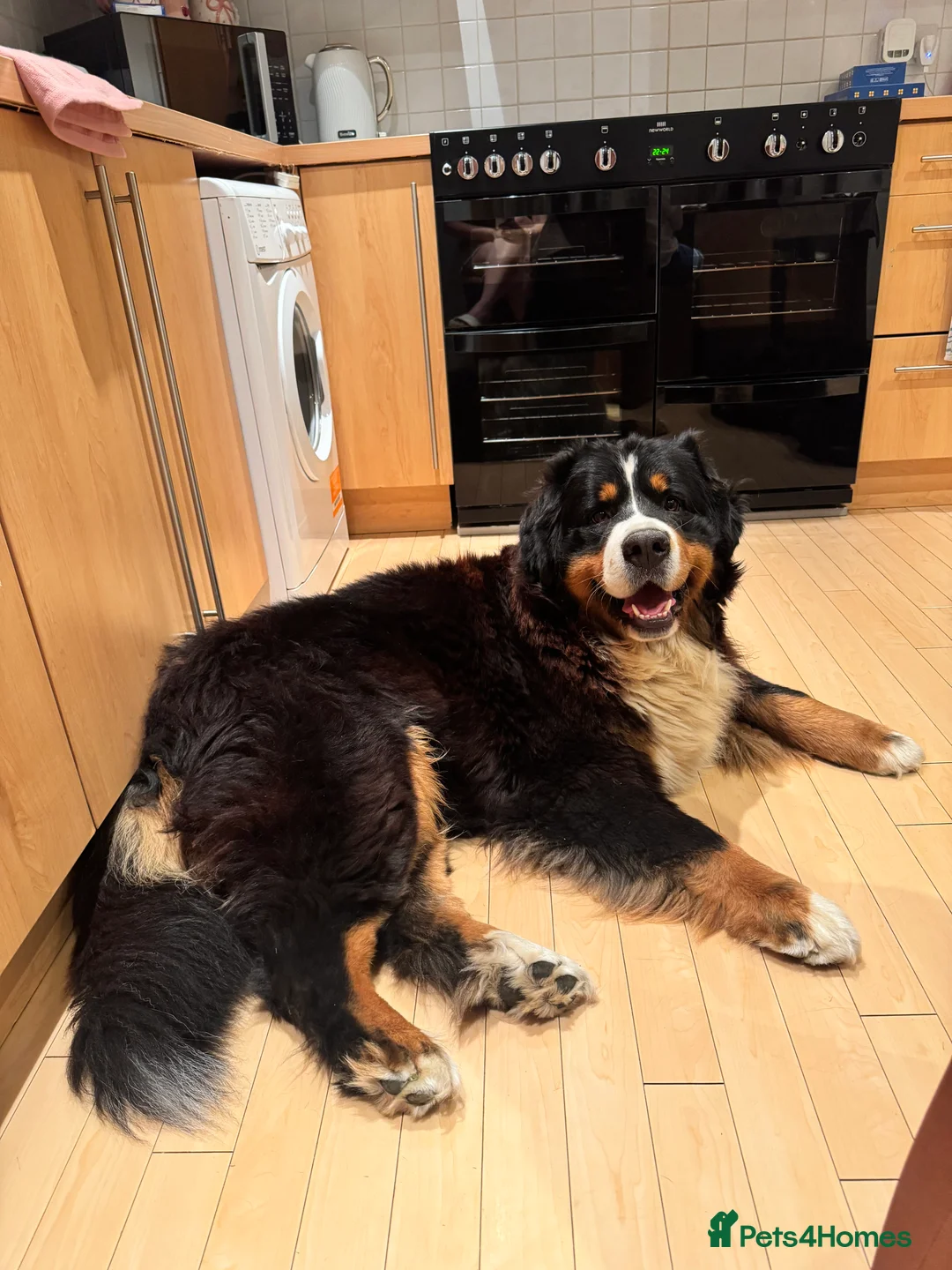 Bernese Mountain Dog dogs for stud: Stunning Bernese Mountain Boy for Stud in Peterborough - Advert 5