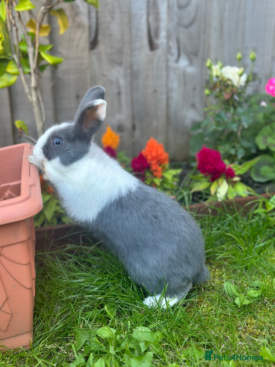 Dutch rabbits for sale: Kevin - Advert 5