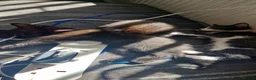 Mixed Breed cats for sale: 4 kittens black and black / white - Advert 3