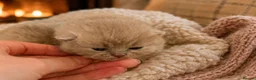 British Shorthair cats for sale: British Shorthair Pedigree Kittens in Glasgow - Advert 4