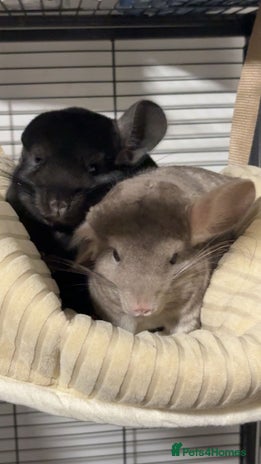Chinchilla rodents - Advert 16