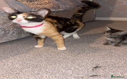 British Shorthair cats for sale: female mixed tabby breed from 🐢shell calico  - Image 5