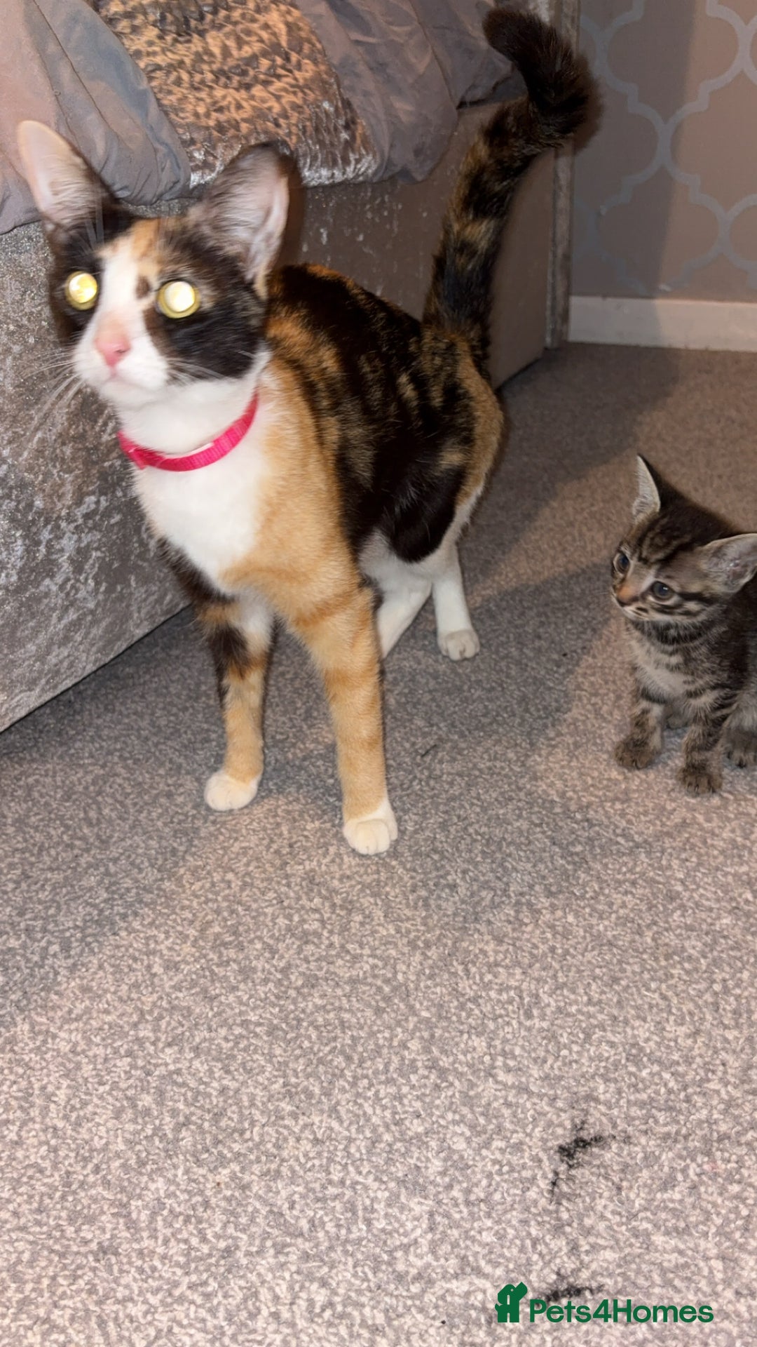 British Shorthair cats for sale: female mixed tabby breed from 🐢shell calico  - Image 5