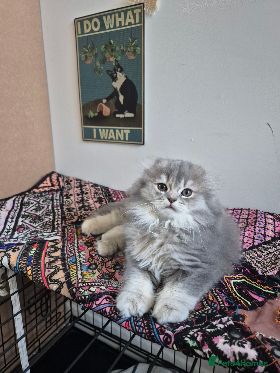 Scottish Fold cats for sale: Scottish Fold Dolls - Image 15