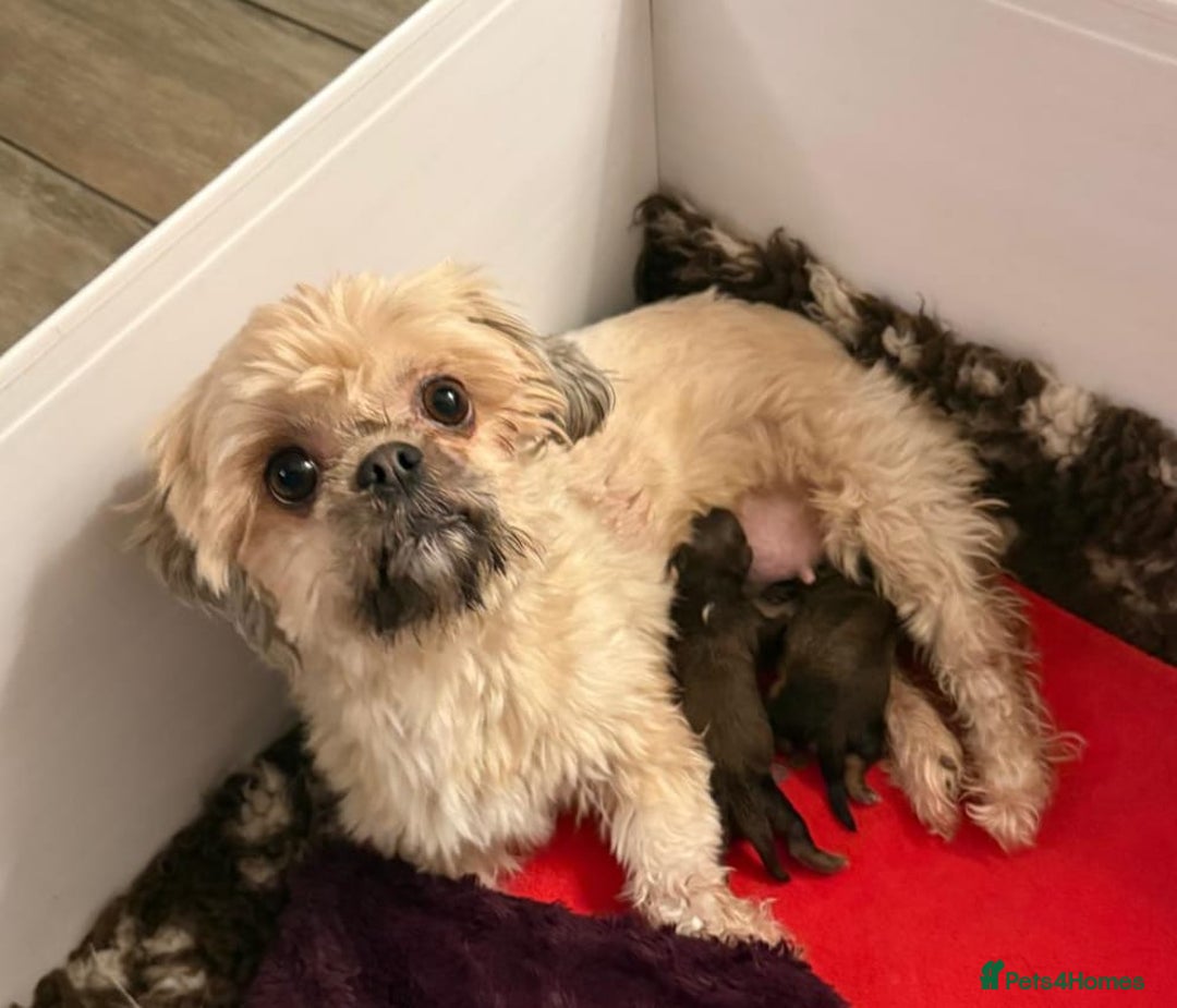 Shih Tzu dogs for sale: Exceptional Shih Tzu Pups Raised in a Family Home - Advert 10