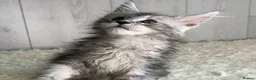 Maine Coon cats for sale: BEAUTIFUL MAINCOON kittens  - Advert 3