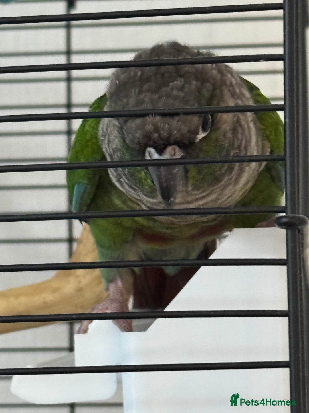 Conures birds for sale: Kewi… - Advert 3