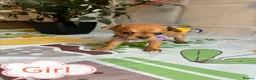 Chihuahua dogs for sale: Chihuahua puppies - Advert 31