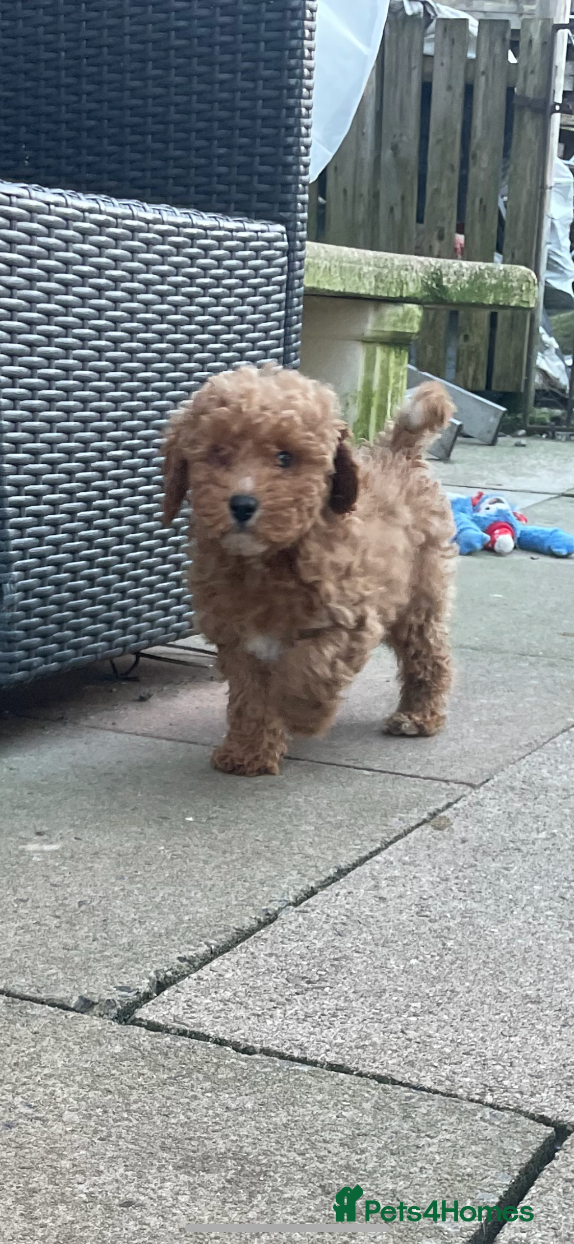 Cavapoo dogs FB2 cavapoo puppy-1 girl available now - Advert 10