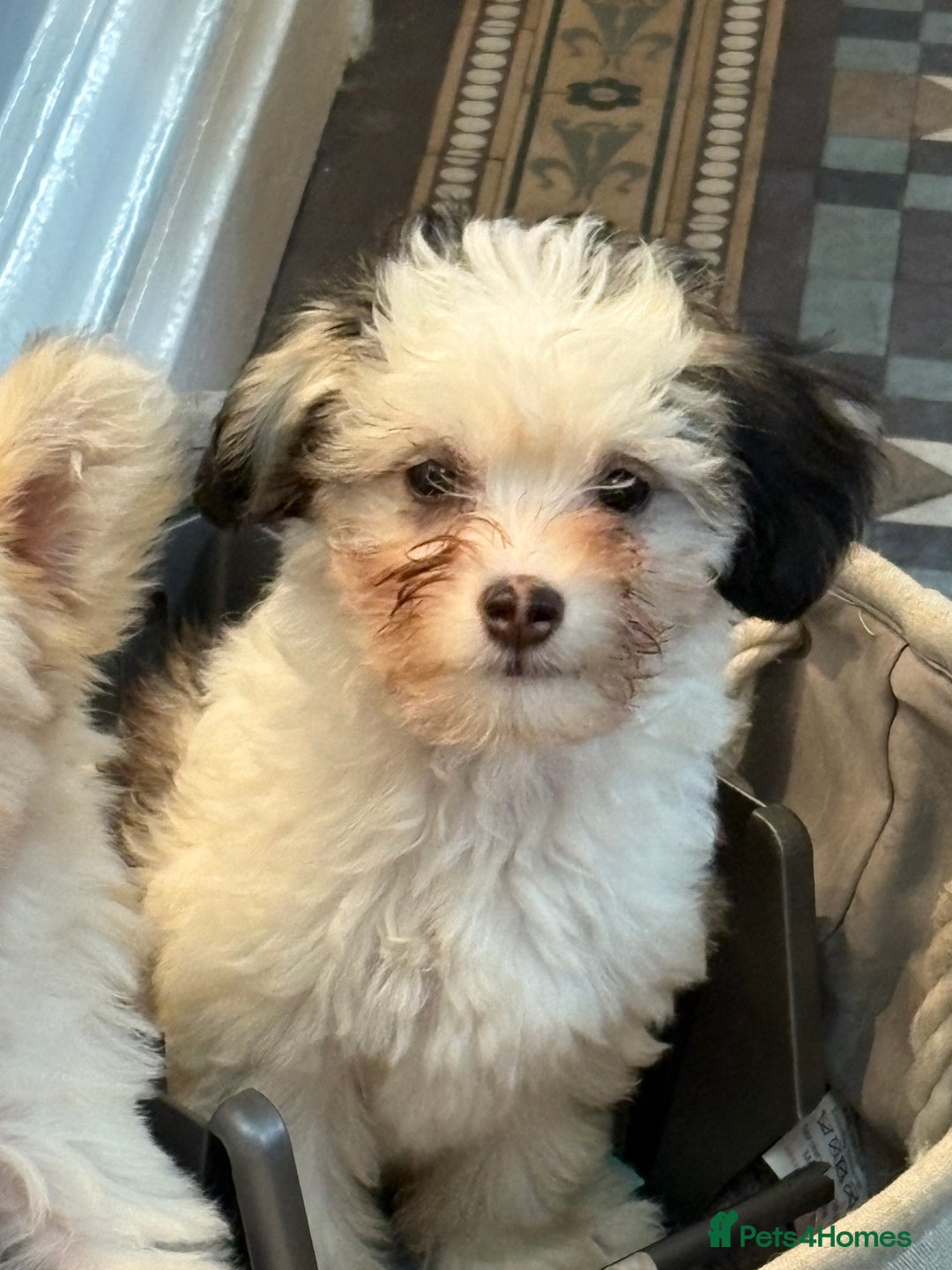 Chinese Crested dogs for sale: Cute Chinese Crested Powder Puffs..  - Image 6