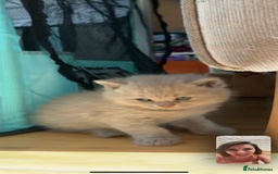 British Shorthair cats for sale: British Short Hair kittens x2 boys left  - Image 15