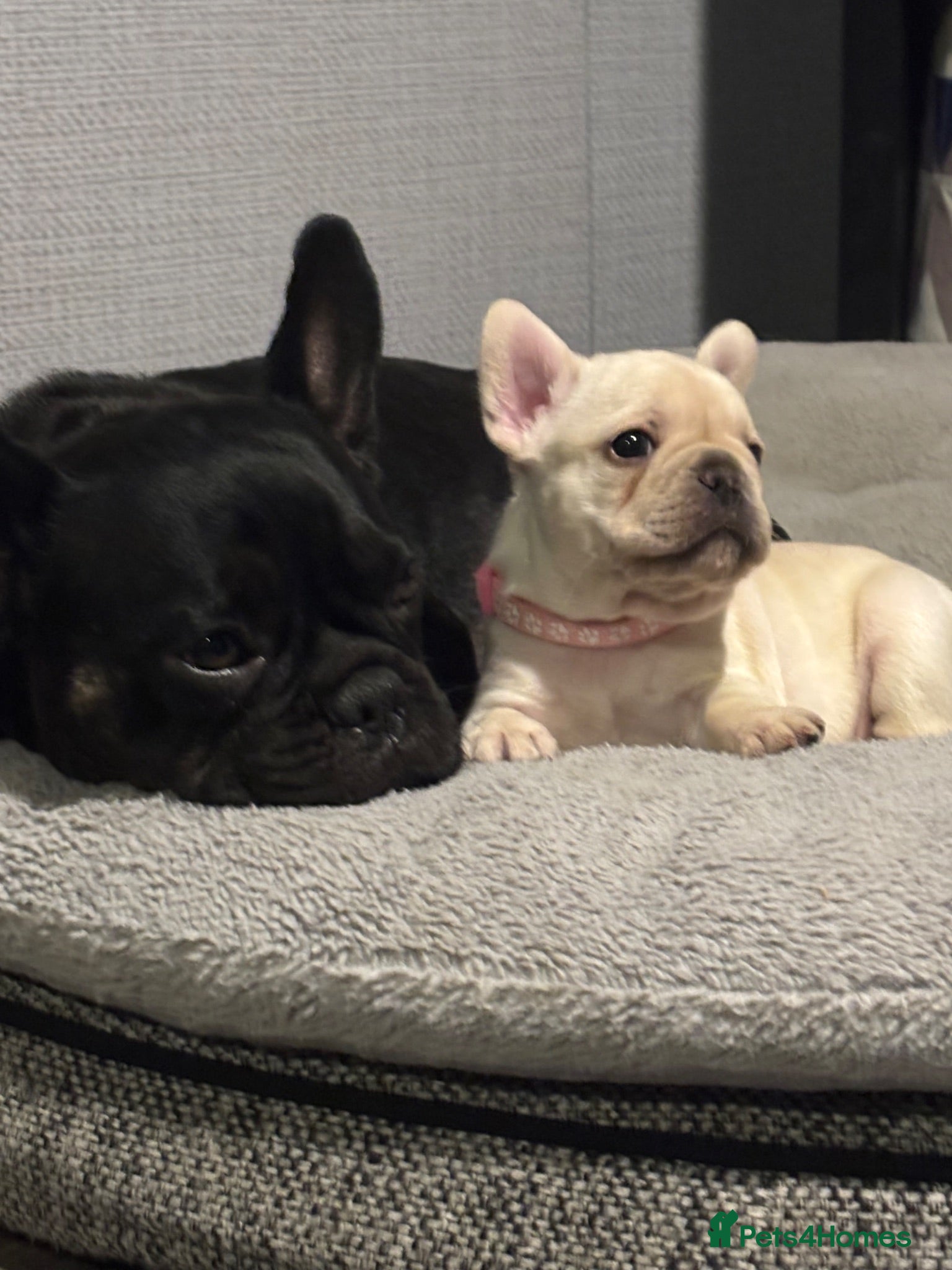 French Bulldog dogs KC REG AND FULL PEDIGREE FRENCH BULLDOGS - Advert 1