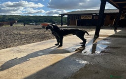 German Shorthaired Pointer dogs for stud: Top Class KC GSP STUD (SHOW LINES)(proven)(CRUFTS) in Rotherham - Image 10