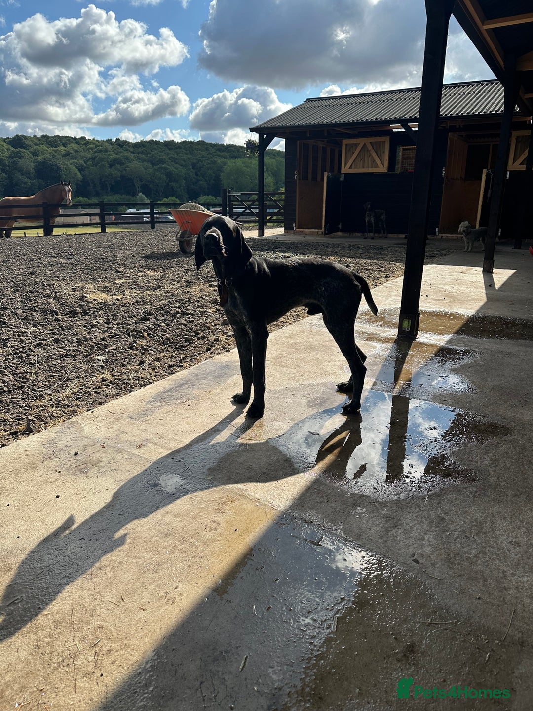 German Shorthaired Pointer dogs for stud: Top Class KC GSP STUD (SHOW LINES)(proven)(CRUFTS) in Rotherham - Image 10
