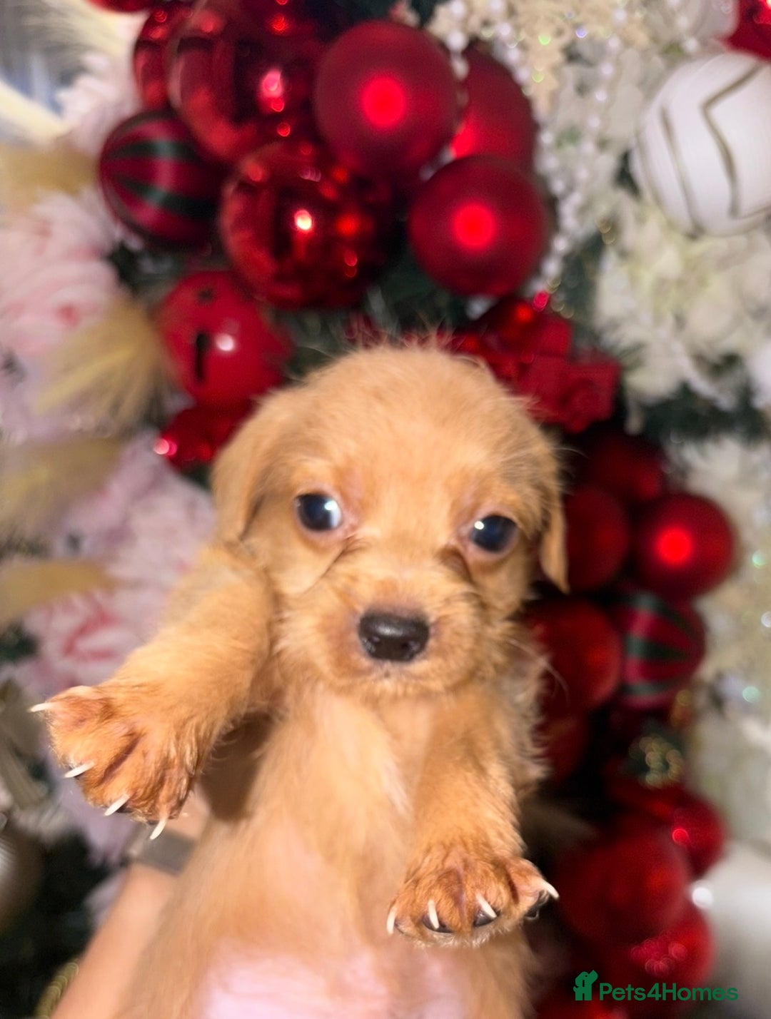 Mixed Breed dogs for sale: Puppies  - Advert 7